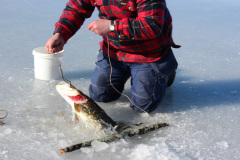 En stor gädda på kroken.